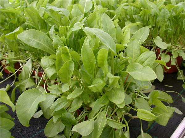 Rumex acetosa