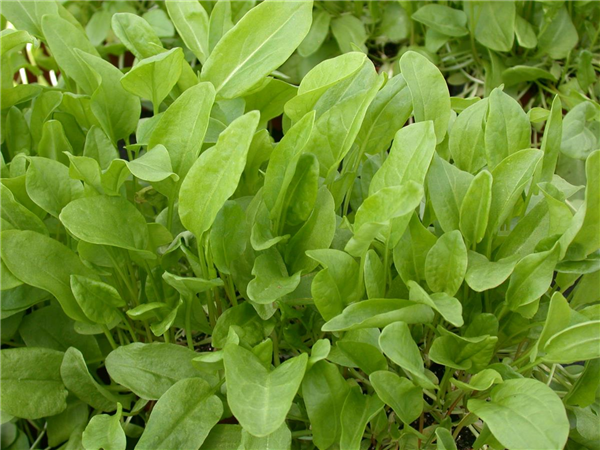 Rumex acetosa