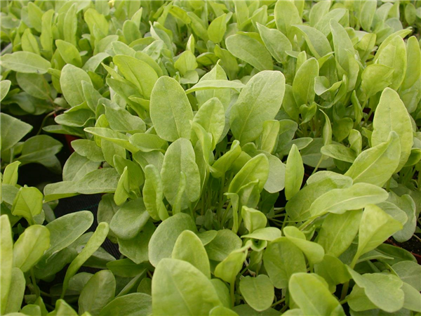 Rumex acetosa