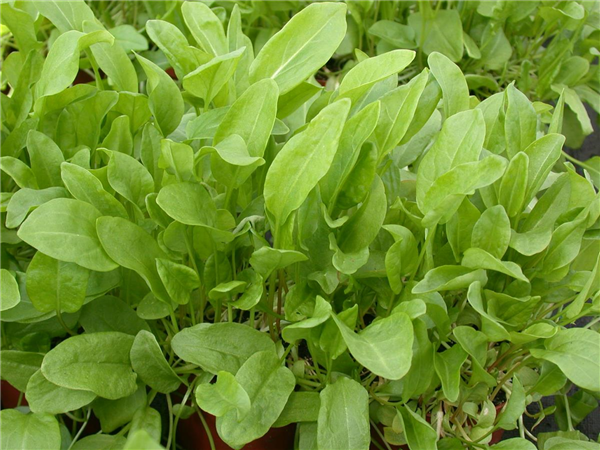 Rumex acetosa