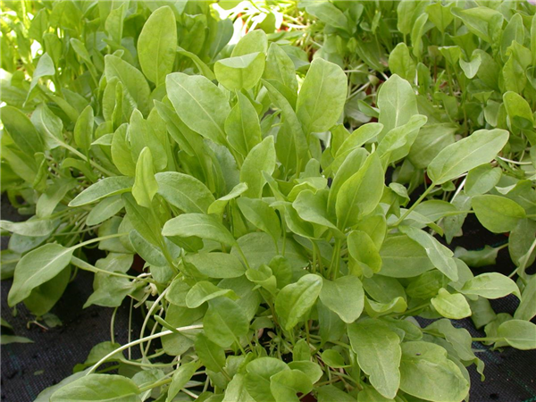 Rumex acetosa