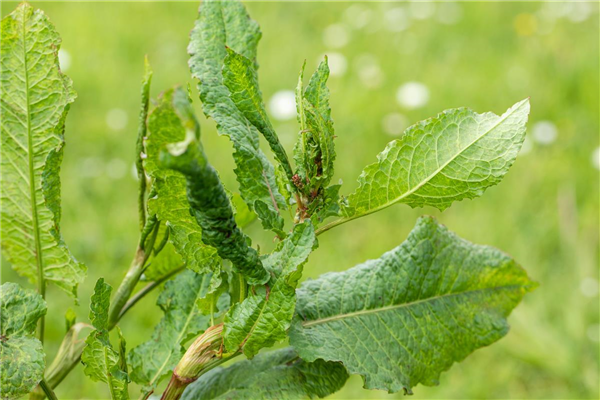 Rumex acetosa