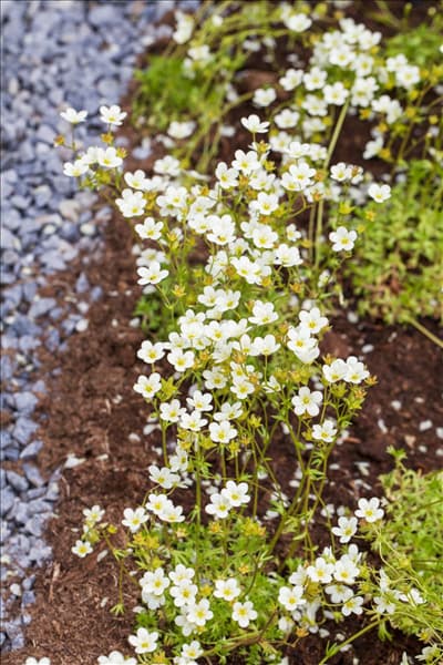 Saxifraga x arendsii