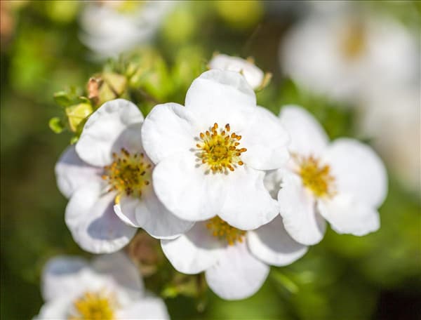 Potentilla fruticosa