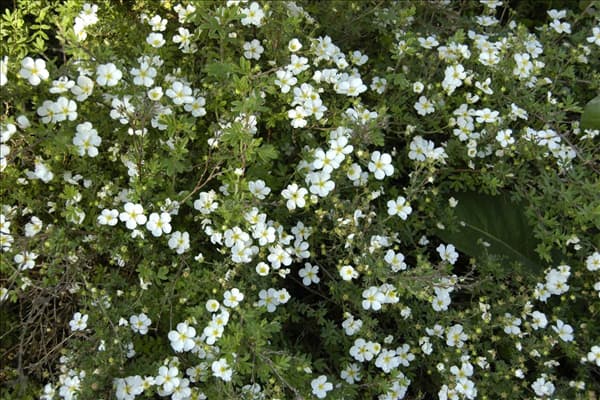 Potentilla fruticosa 'Abbotswood'