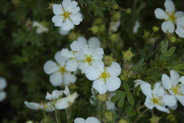 Potentilla fruticosa 'Abbotswood'