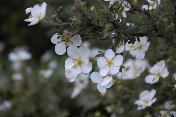 Potentilla fruticosa 'Abbotswood'