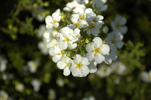 Potentilla fruticosa 'Abbotswood'
