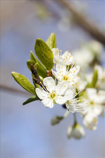 Prunus domestica subsp. syriaca