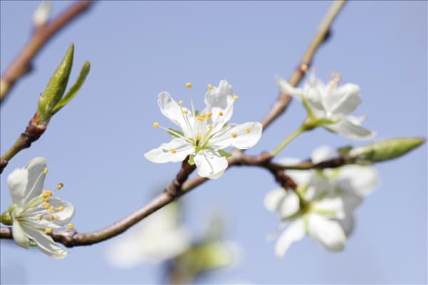 Prunus domestica subsp. syriaca