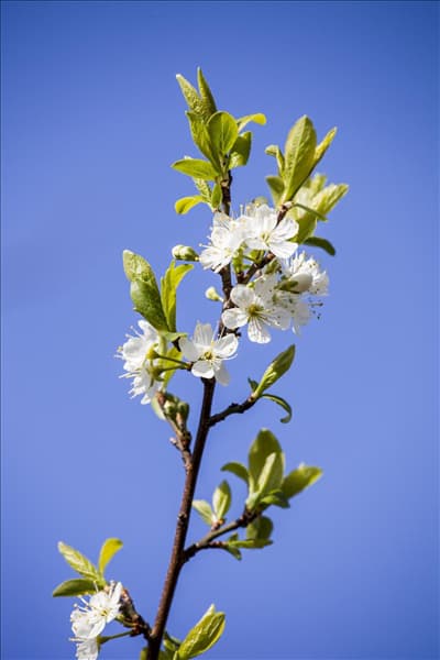 Prunus domestica subsp. syriaca