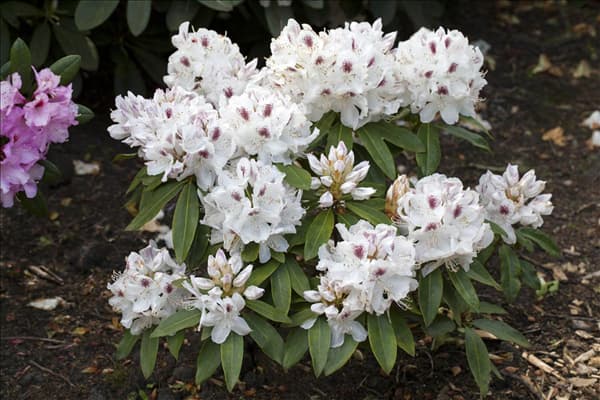Rhododendron 'Schneebukett'