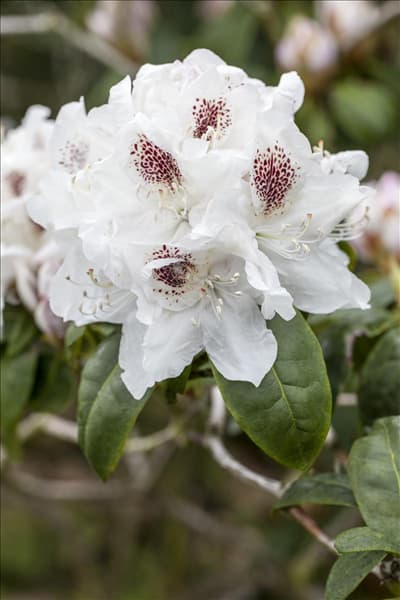 Rhododendron 'Schneebukett'