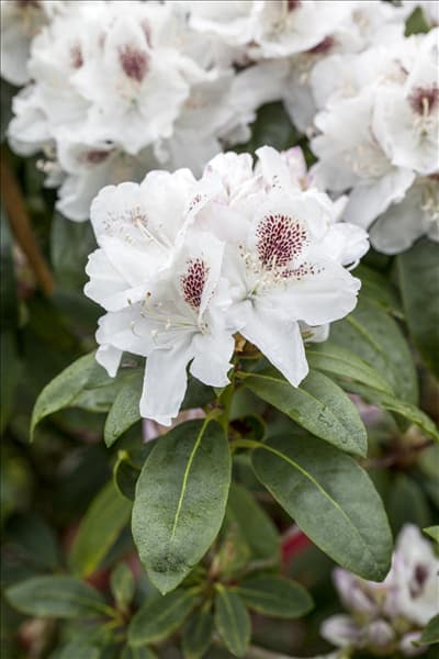 Rhododendron 'Schneebukett'