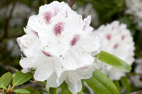 Rhododendron 'Schneebukett'