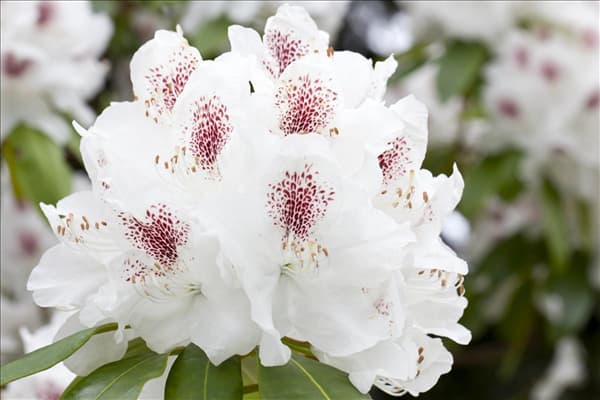 Rhododendron 'Schneebukett'