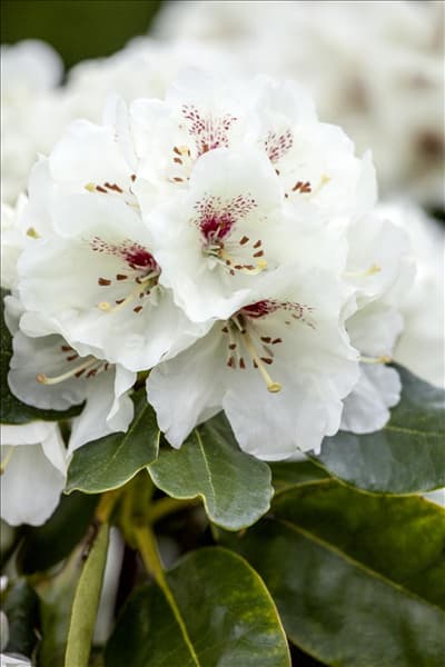 Rhododendron 'Schneebukett'