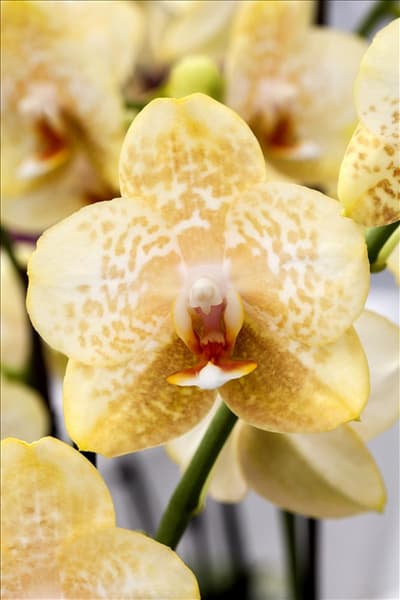 Phalaenopsis 'Anabell 1'