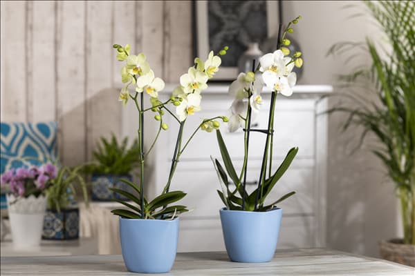 Phalaenopsis, weiß