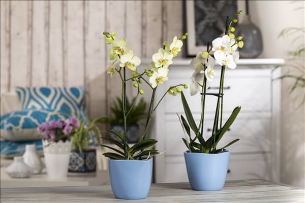Phalaenopsis, gelb