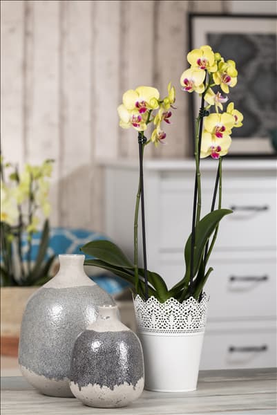 Phalaenopsis, gelb