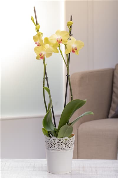 Phalaenopsis, gelb