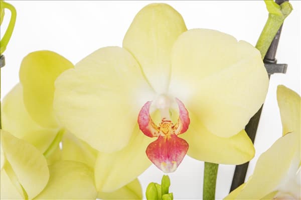 Phalaenopsis, gelb