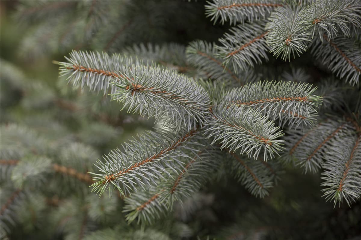 Picea pungens 'Blue Diamond'