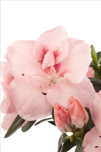 Rhododendron simsii