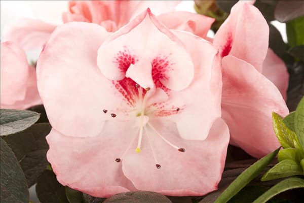 Rhododendron simsii