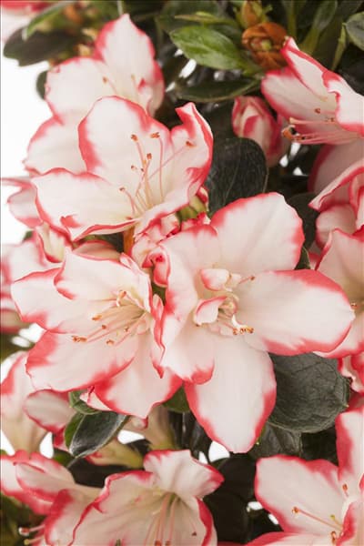 Rhododendron simsii