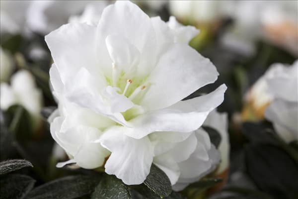 Rhododendron simsii
