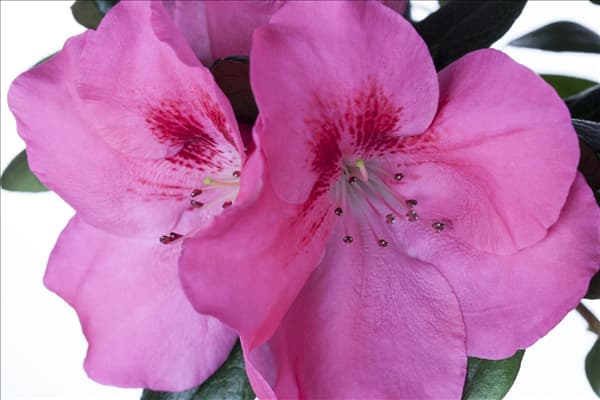 Rhododendron simsii