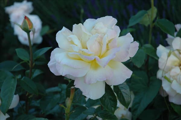 Rosa 'Peace'