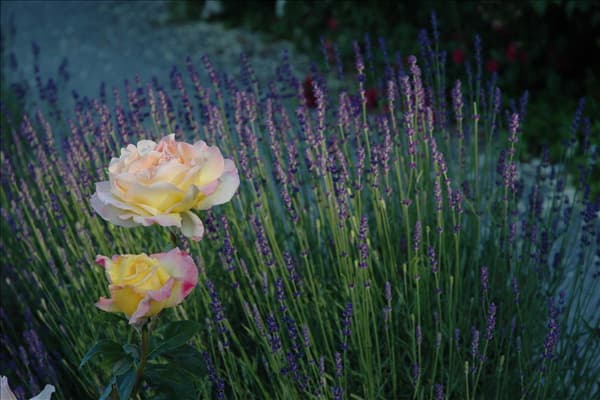 Rosa 'Peace'