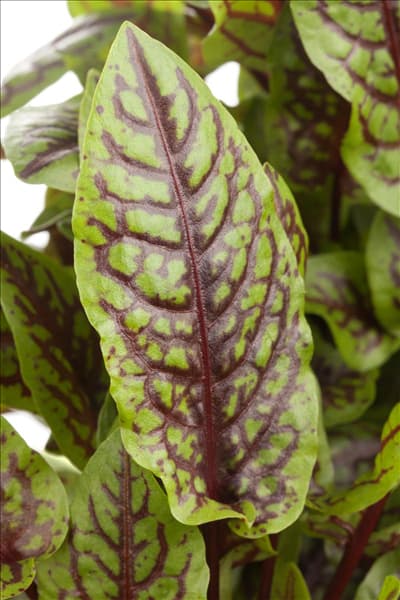 Rumex sanguineus