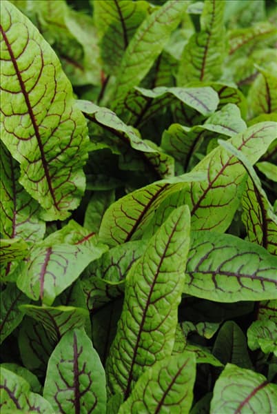 Rumex sanguineus