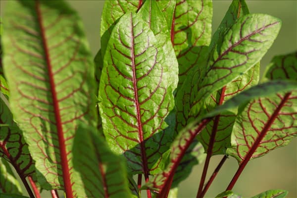 Rumex sanguineus