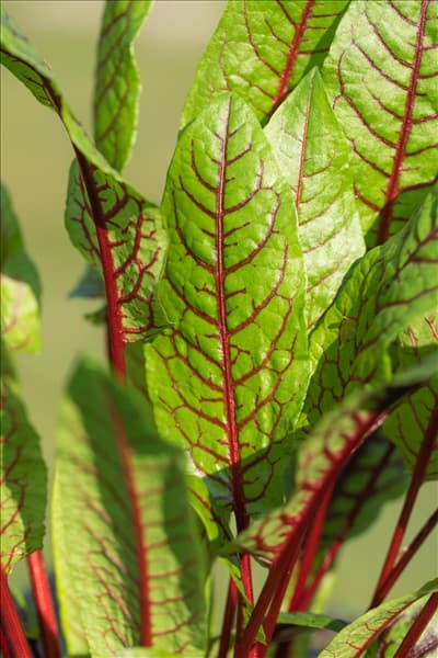 Rumex sanguineus