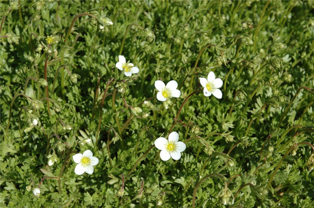 Saxifraga x arendsii 'Frühlingsschnee'