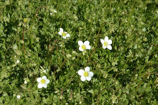Saxifraga x arendsii 'Frühlingsschnee'