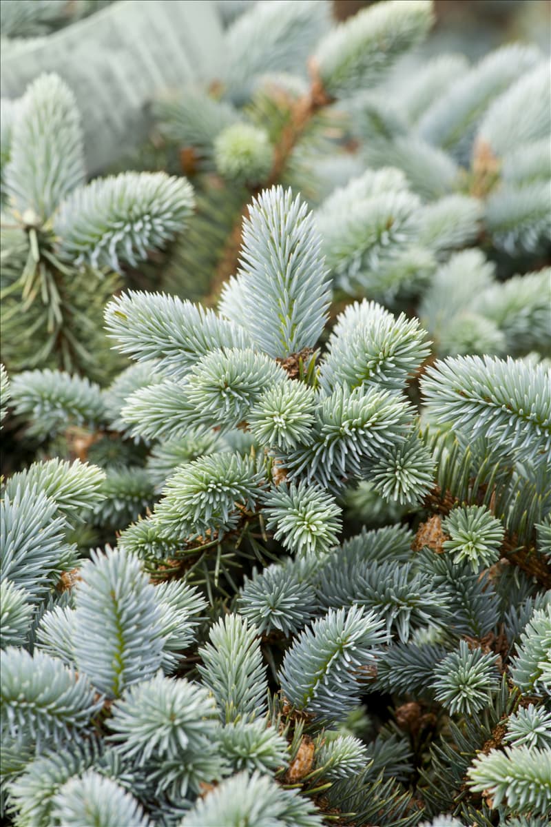 Picea pungens 'Glauca'