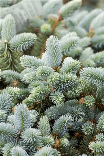 Picea pungens 'Glauca'
