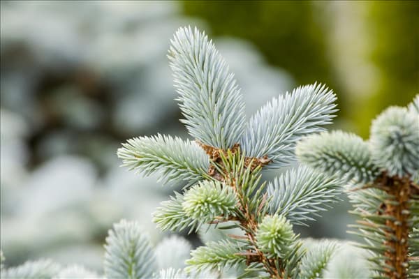 Picea pungens 'Glauca'