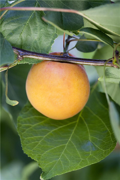 Prunus armeniaca