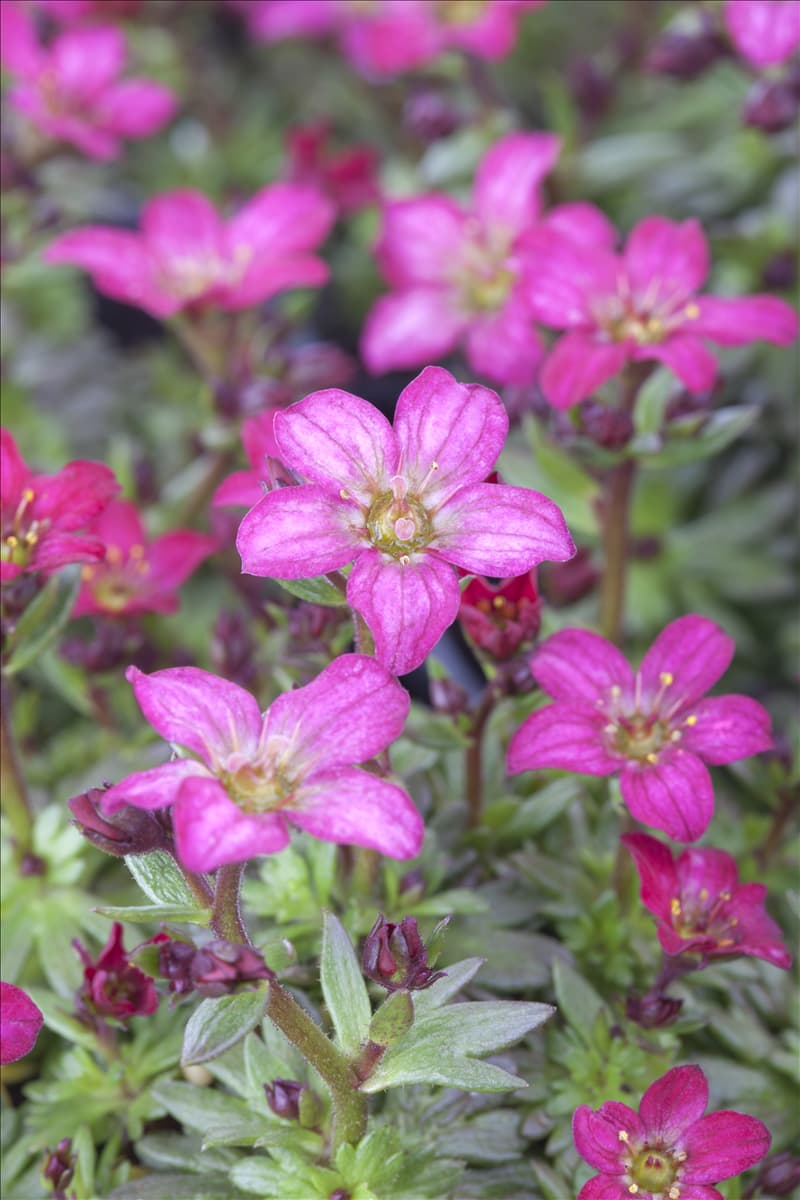 Saxifraga x arendsii