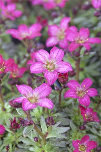Saxifraga x arendsii