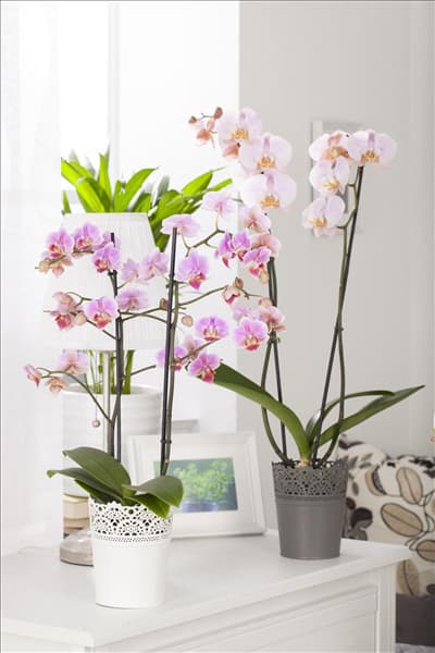 Phalaenopsis, rosa