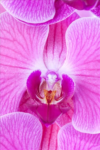 Phalaenopsis, rosa