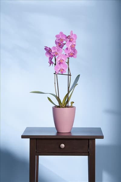 Phalaenopsis, rosa